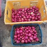 팜모닝 콩·영농일지 게시글 이미지