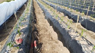 나그네님의 고추 · 영농일지 작성글 사진