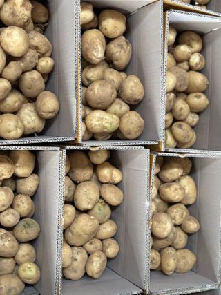 김영완님의 감자 · 영농일지 작성글 사진