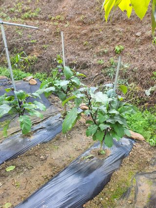 김응진님의 고추 · 영농일지 작성글 사진