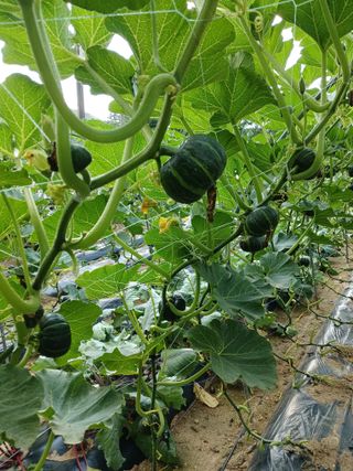 문명훈님의 호박 · 영농일지 작성글 사진