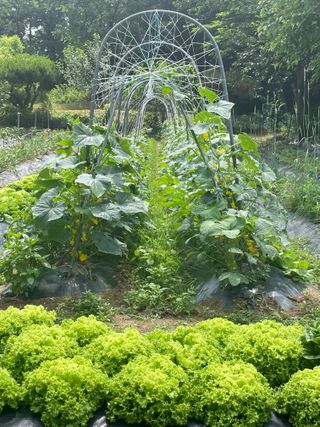 별@노래농장(정씨)님의 벼 · 영농일지 작성글 사진