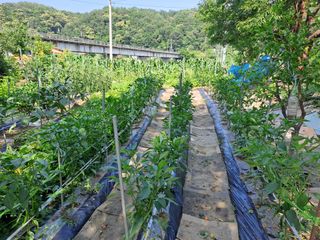 홍성호님의 기타작물 · 영농일지 작성글 사진