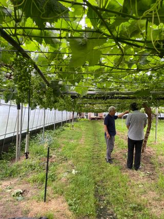 별@노래농장(정씨)님의 기타작물 · 영농일지 작성글 사진