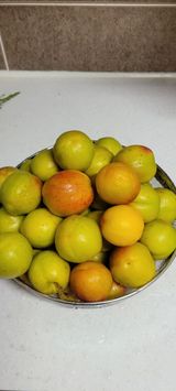 팜모닝 기타작물·영농일지 게시글 이미지