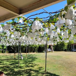 윤준영님의 포도 · 영농일지 작성글 사진