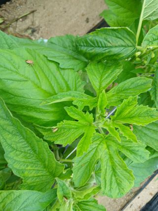 최남옥님의 기타작물 · 영농일지 작성글 사진