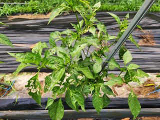 꿀복이농장님의 복숭아 · 자유게시판 작성글 사진