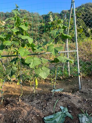정의현님의 오이 · 영농일지 작성글 사진