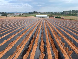 별@노래농장(정씨)님의 기타작물 · 영농일지 작성글 사진