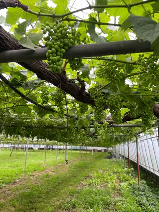 별@노래농장(정씨)님의 기타작물 · 영농일지 작성글 사진