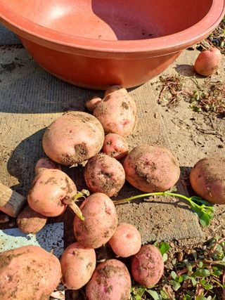 홍성호님의 기타작물 · 영농일지 작성글 사진