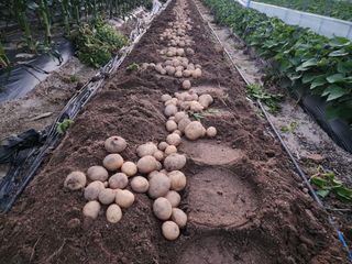 아침못자연농원님의 감자 · 영농일지 작성글 사진