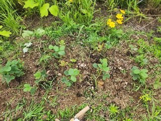 도깨비윤샘 님의 딸기 · 영농일지 작성글 사진