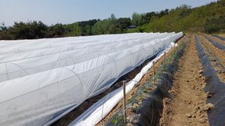 나그네님의 고추 · 영농일지 작성글 사진