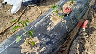 나그네님의 고추 · 영농일지 작성글 사진