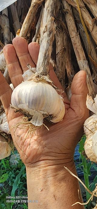 한밭골님의 감자 · 영농일지 작성글 사진