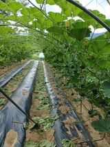 팜모닝 호박·영농일지 게시글 이미지