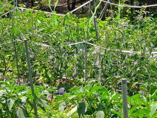 홍성호님의 기타작물 · 영농일지 작성글 사진