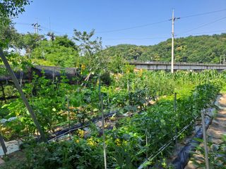 홍성호님의 기타작물 · 영농일지 작성글 사진