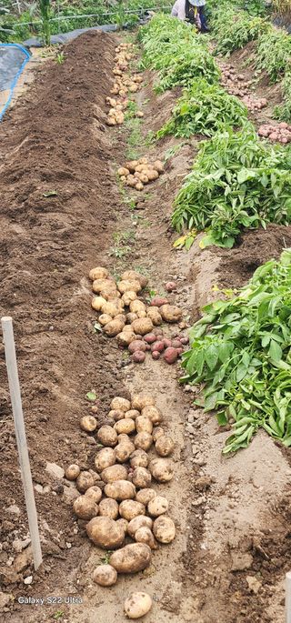 한밭골님의 감자 · 영농일지 작성글 사진