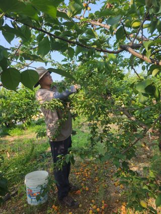 두릅나무님의 매실 · 영농일지 작성글 사진