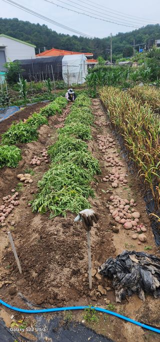 한밭골님의 감자 · 영농일지 작성글 사진
