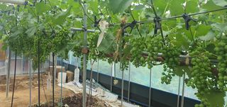 박상중님의 포도 · 영농일지 작성글 사진