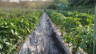 나그네님의 고추 · 영농일지 작성글 사진