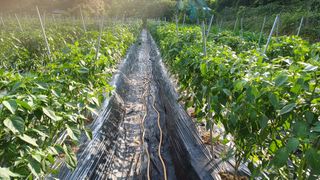 나그네님의 고추 · 영농일지 작성글 사진