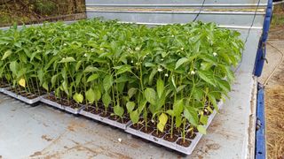 나그네님의 고추 · 영농일지 작성글 사진