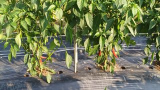 나그네님의 고추 · 영농일지 작성글 사진