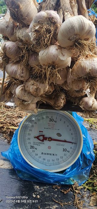 한밭골님의 감자 · 영농일지 작성글 사진