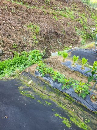 김응진님의 고추 · 영농일지 작성글 사진