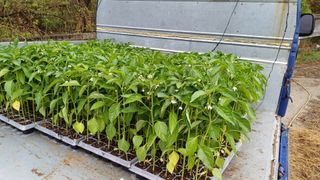 나그네님의 고추 · 영농일지 작성글 사진