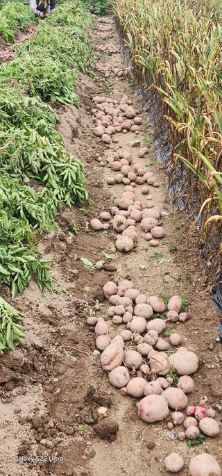 한밭골님의 감자 · 영농일지 작성글 사진