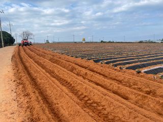 별@노래농장(정씨)님의 기타작물 · 영농일지 작성글 사진