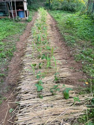 별@노래농장(정씨)님의 벼 · 영농일지 작성글 사진