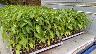 나그네님의 고추 · 영농일지 작성글 사진