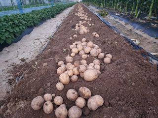 아침못자연농원님의 감자 · 영농일지 작성글 사진