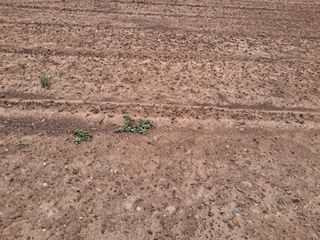 최한기님의 들깨 · 영농일지 작성글 사진