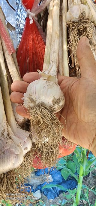 한밭골님의 감자 · 영농일지 작성글 사진