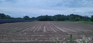 엄성열님의 콩 · 영농일지 작성글 사진