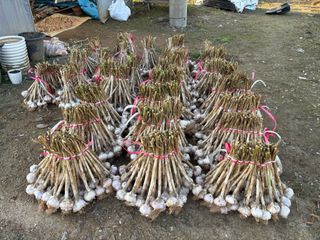 김영완님의 감자 · 영농일지 작성글 사진