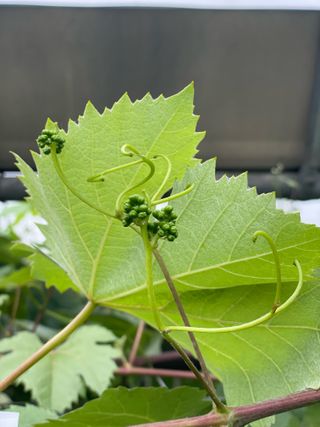 별@노래농장(정씨)님의 기타작물 · 영농일지 작성글 사진