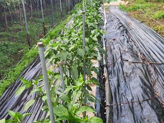 꿀복이농장님의 복숭아 · 자유게시판 작성글 사진