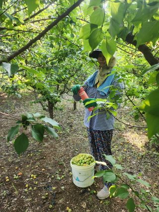 두릅나무님의 매실 · 영농일지 작성글 사진