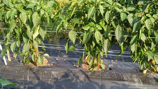 나그네님의 고추 · 영농일지 작성글 사진