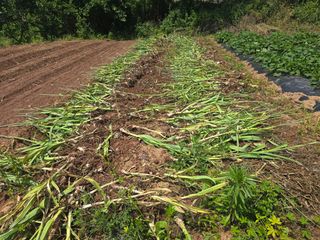 박정원님의 마늘 · 영농일지 작성글 사진