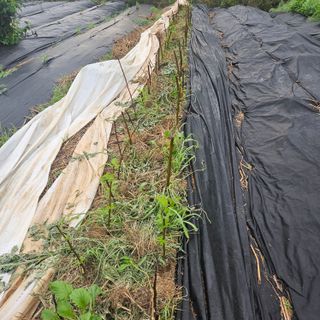 이주환님의 기타작물 · 영농일지 작성글 사진